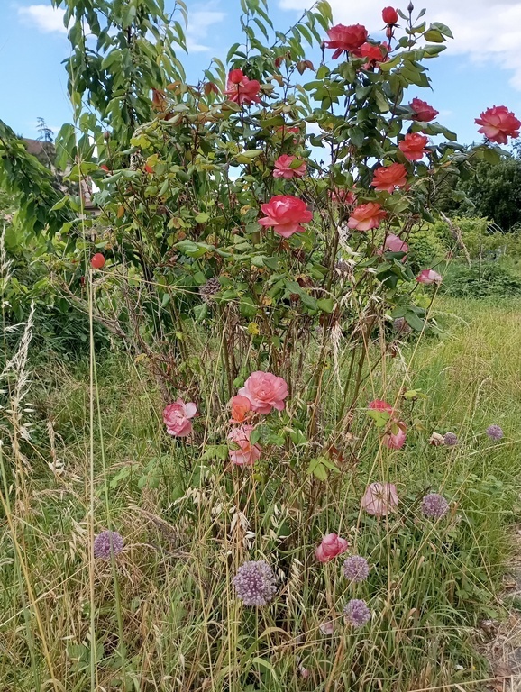 Le jardin / The garden