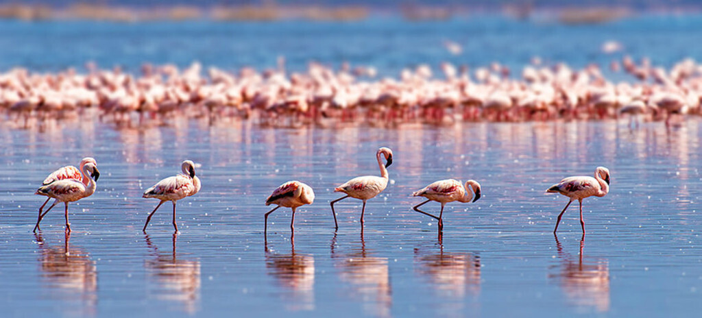Parc régional de Camargue  40 minutes