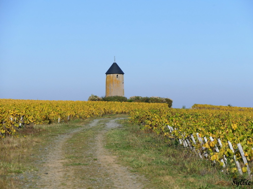 de nombreux moulins dans les vignes