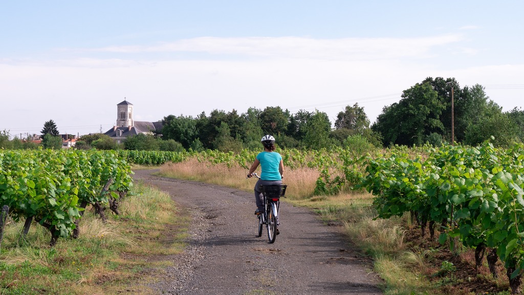 velos et randonnees dans les vignes