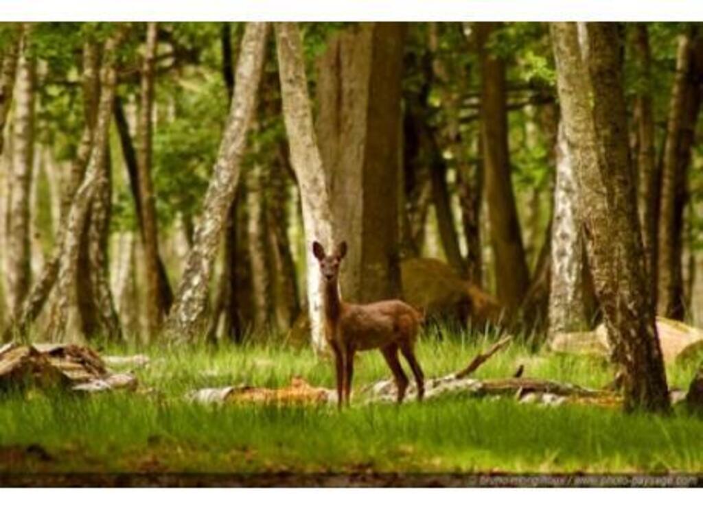 Rambouillet Forest