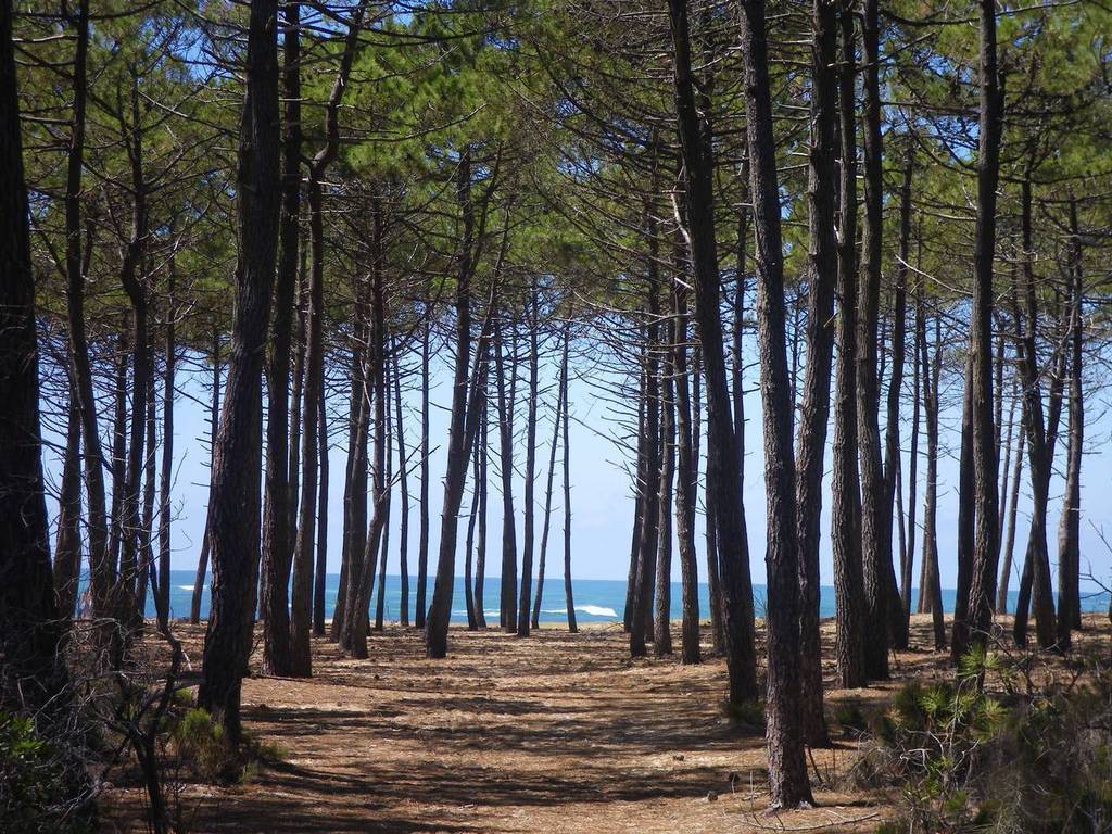 Landes forest
