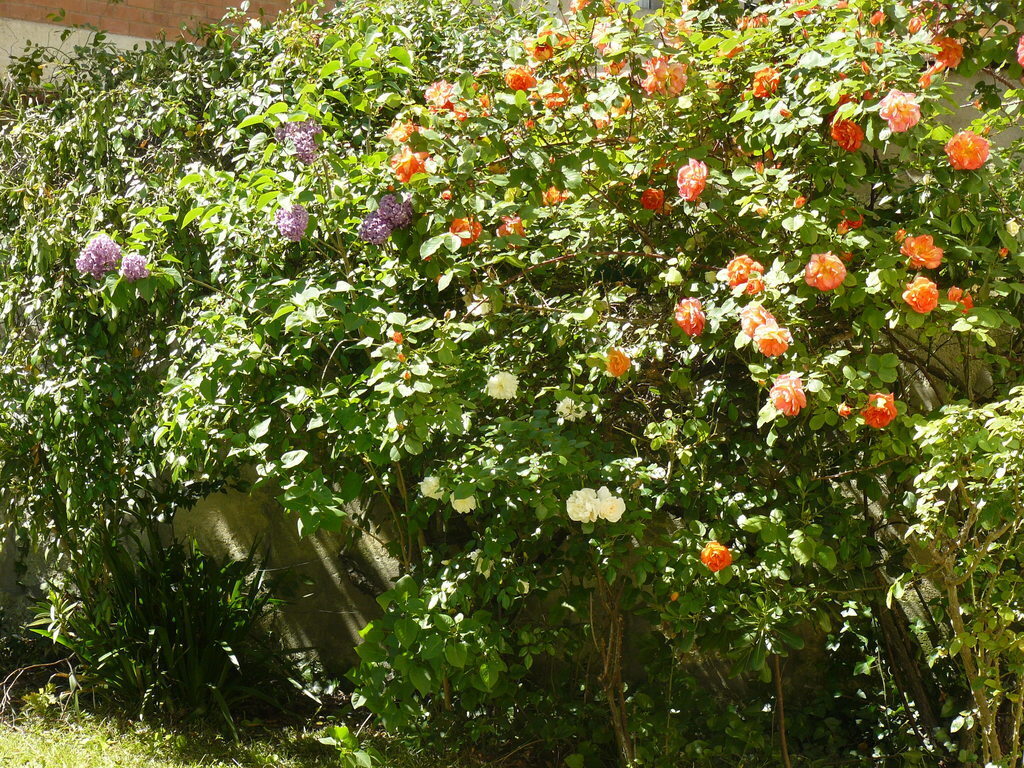 roses and lilac in spring