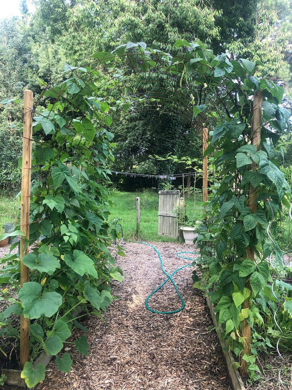 the vegetable garden