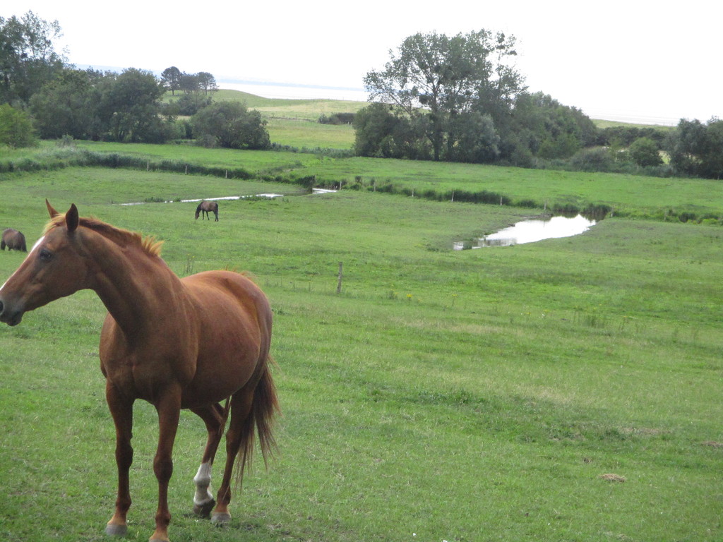 Norman countryside and its horses - Dragey (10minutes)