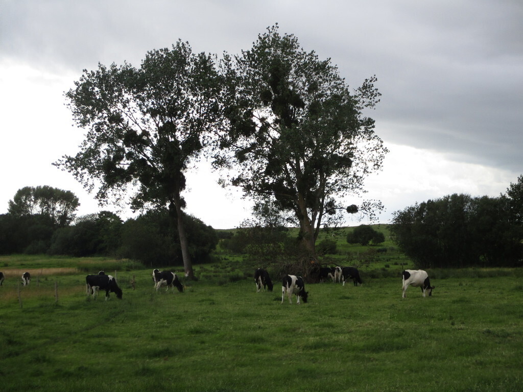 Norman countryside called "bocage" and its cows - Dragey (10minutes)