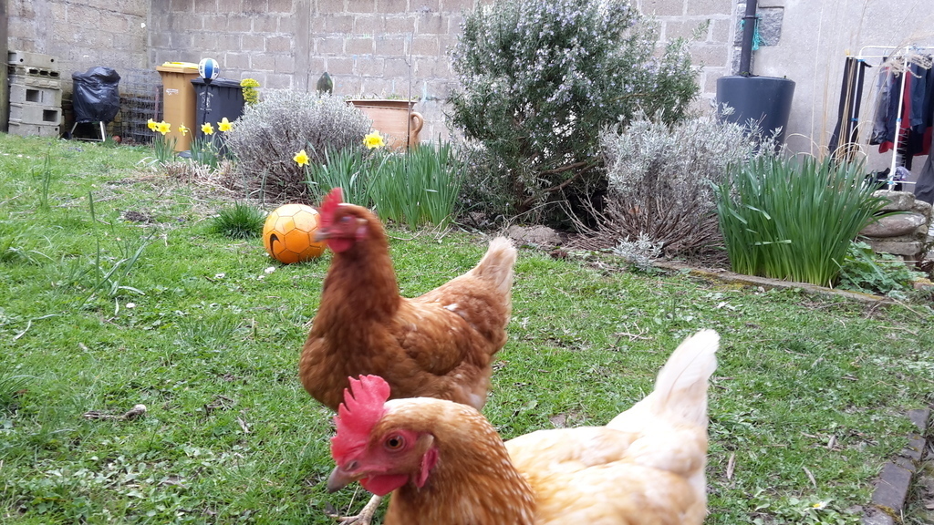 our thwo hens: Jacqueline et Claudine!!