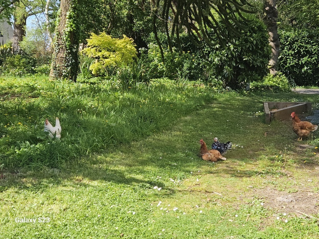 Les poules dans le jardin 