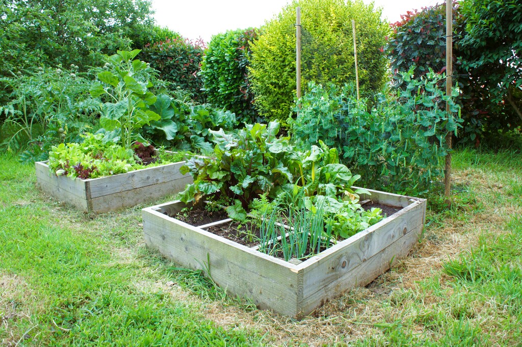 Carrés potager
