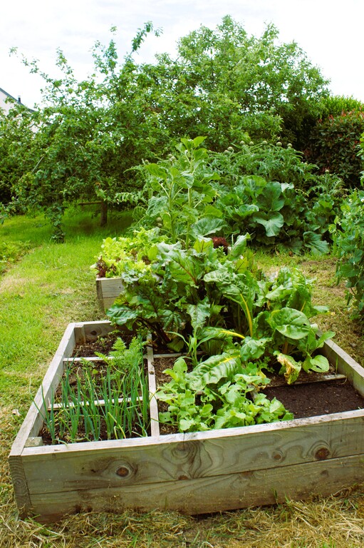 Carrés potager