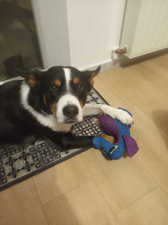 Our cute 7 years old dog