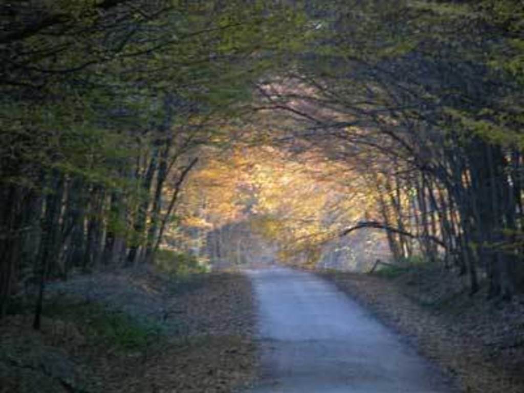 A little road in the Orleans forest 