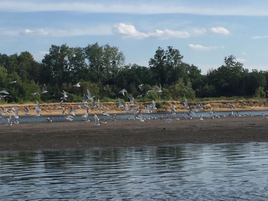 The Loire and its wild birds 