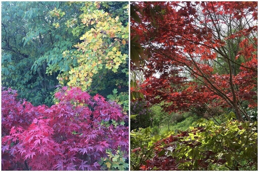Autumn and summer colours in the garden.