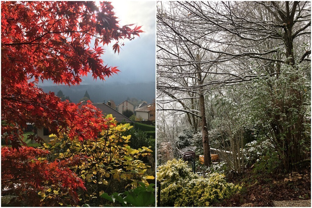 Autumn and then winter in the garden.