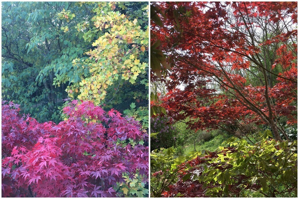 Autumn and summer colours in the garden.