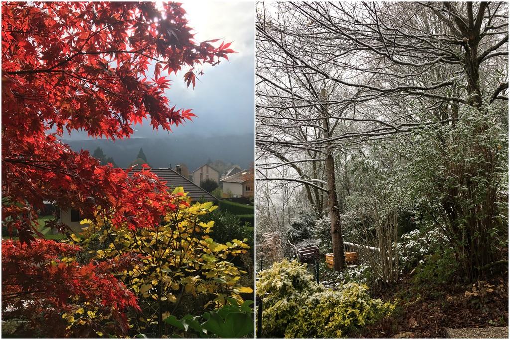 Autumn and then winter in the garden.