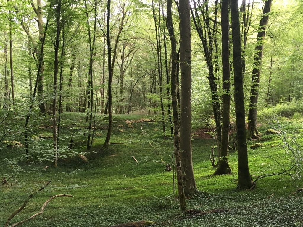 Lots of hiking in forest