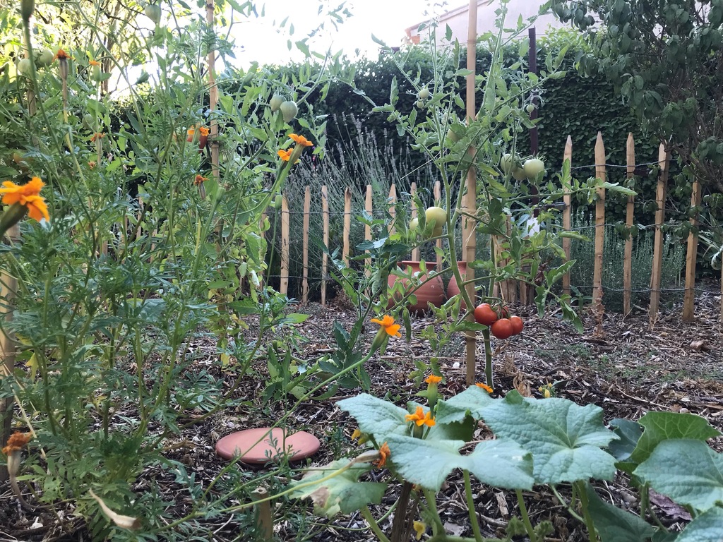 our small vegetable garden