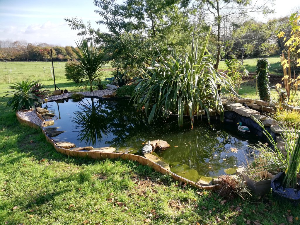 Le bassin de poissons