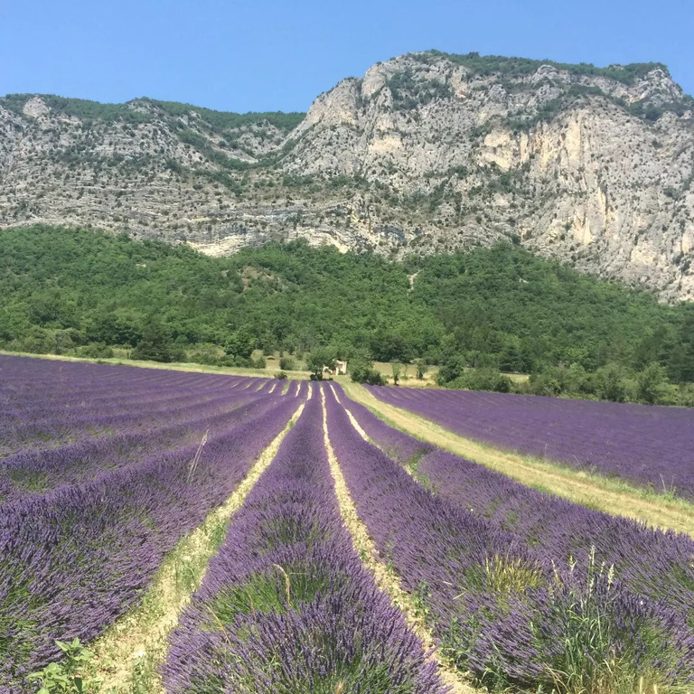 La beauté des champs de lavande 