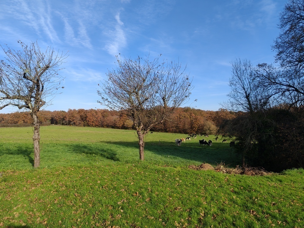 View from the garden