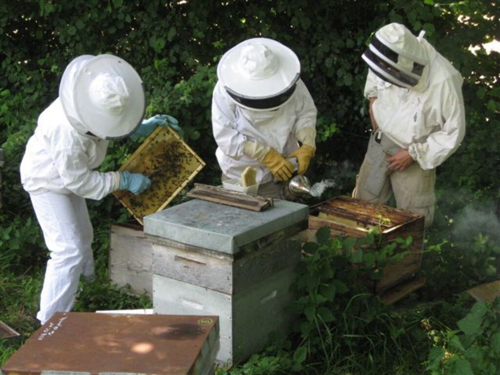 l'apiculture , une de mes passions 