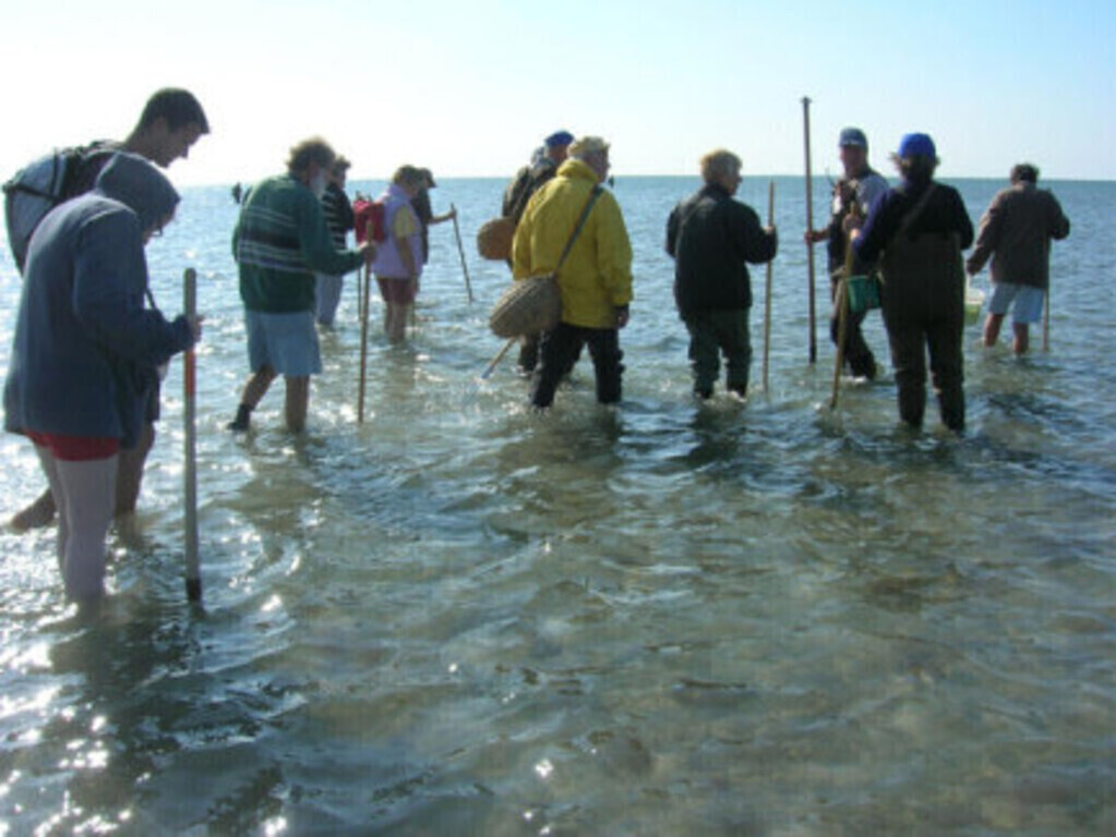 Péche à pied en baie du Mont et traversées de la baie 