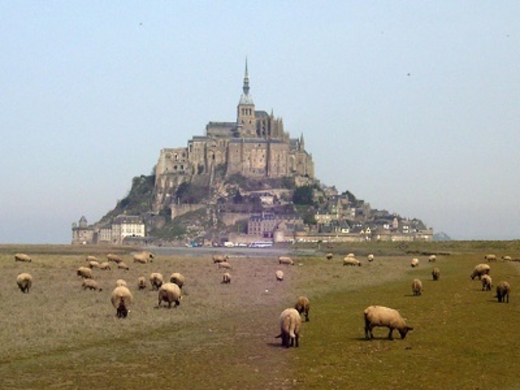 Moutons prés salés du Mont St Michel