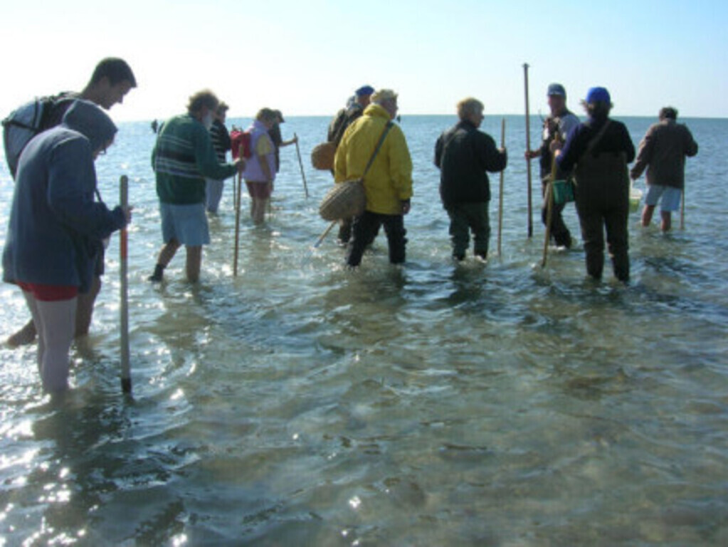 Péche à pied en baie du Mont et traversées de la baie 