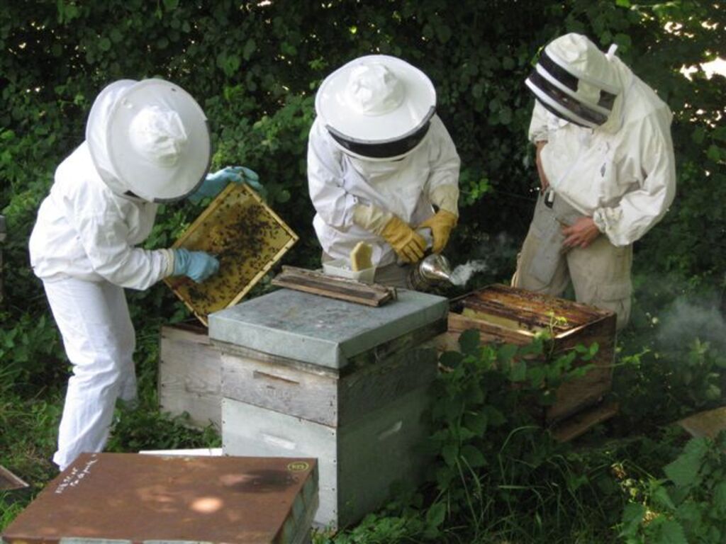 l'apiculture , une de mes passions 