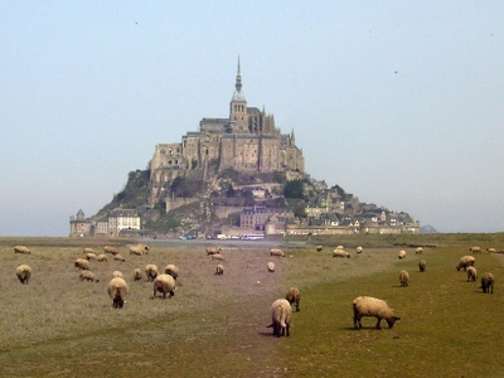 Moutons prés salés du Mont St Michel