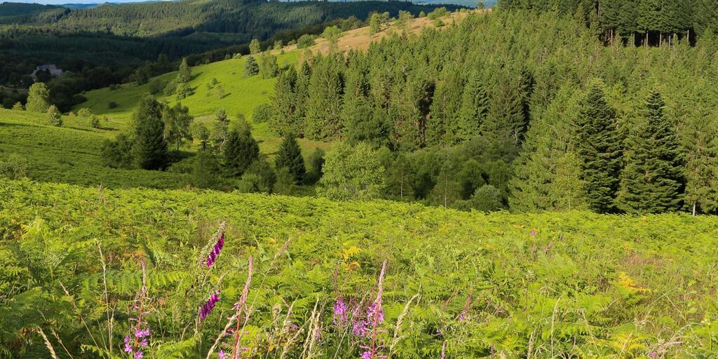dans le massif des Monédières