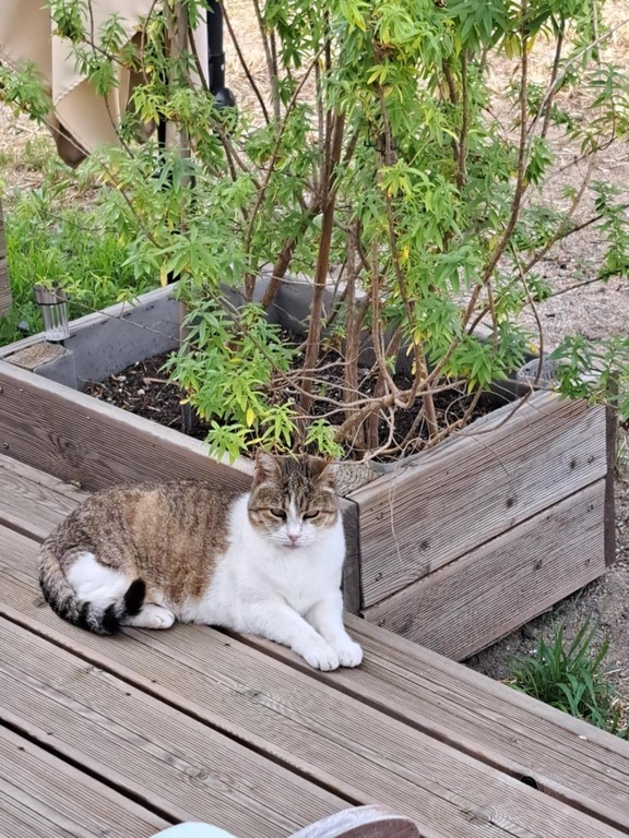 Minouchette notre chatte dont il faudra s'occuper durant votre séjour