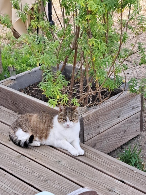 Minouchette notre chatte dont il faudra s'occuper durant votre séjour