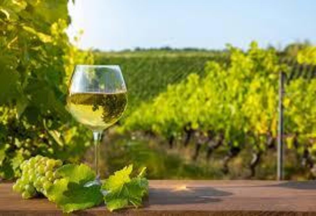 The vineyards around Clisson