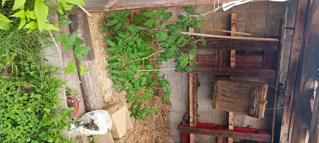 Vous aurez des tomates