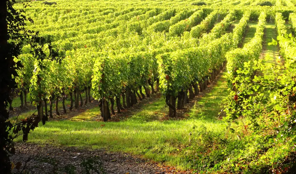 Le vignoble de Vouvray