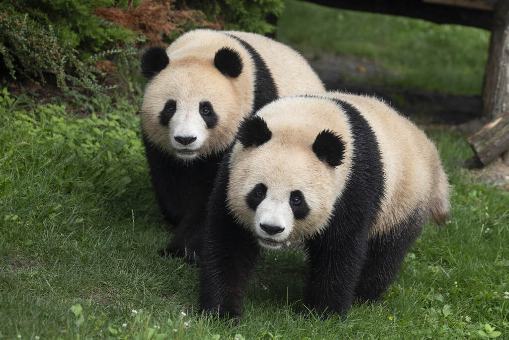 Le zoo de Beauval (54km)