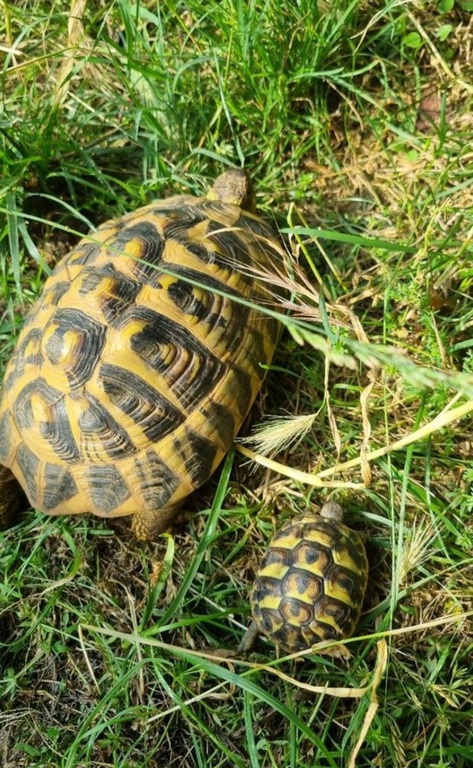 Nos tortues
