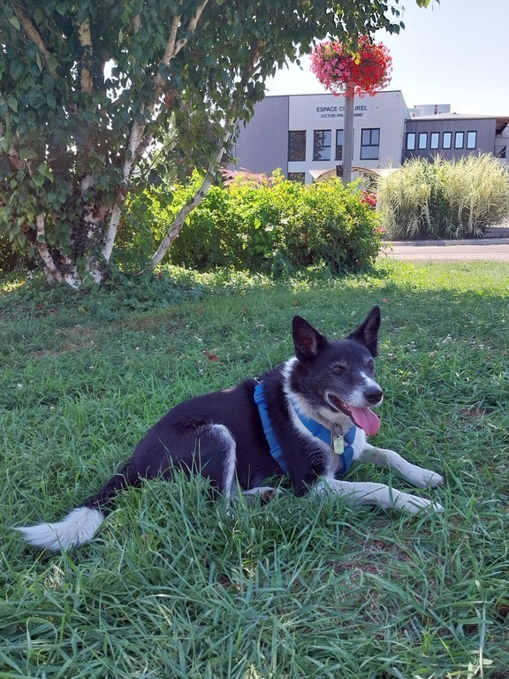 Notre chien Floc .Nous l'emmenons parfois , selon la destination et si cela est autorisé. Si non il va chez un dogsitter. 