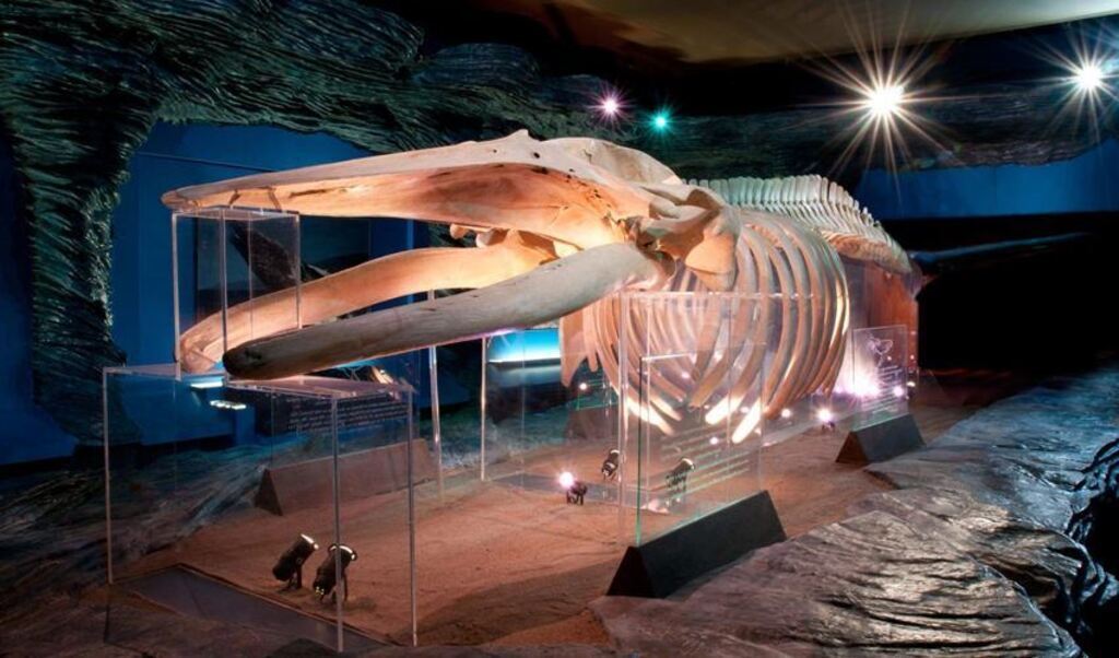 Cardiff museum in Cardiff City Centre, 15 mins from house