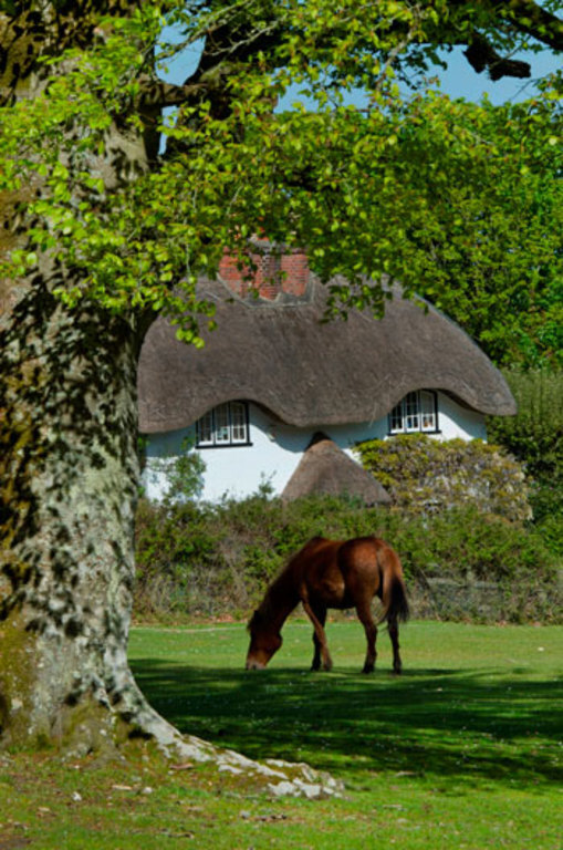 Thatched cottages and ponies in the New Forest. 20min drive