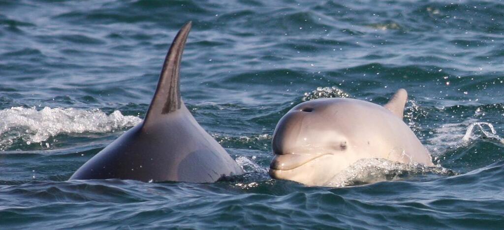 Dolphin watching at Durlston Head (Swanage)