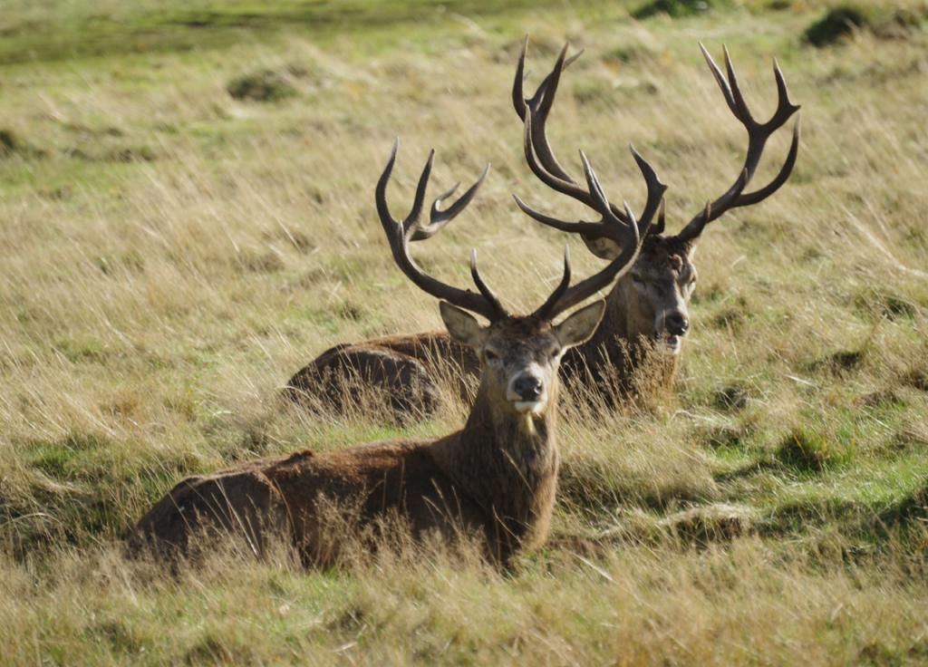 Kingston is surrounded by Royal Parks- lovely for a walk or bike ride.