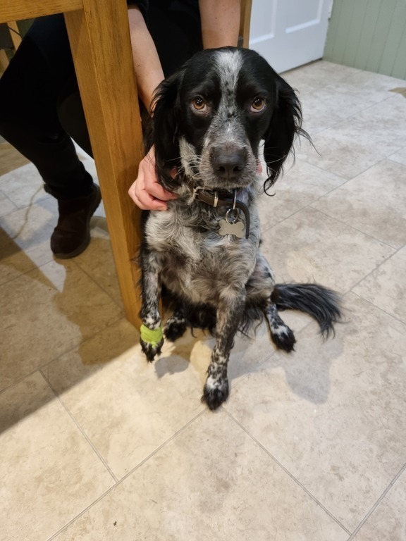 Friendly spaniel, we have a friend who can look after him if you are not happy with dogs