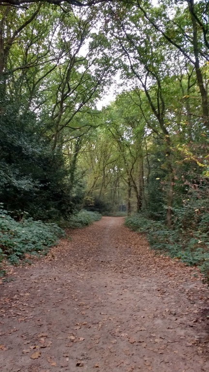 Sheen Woods, Richmond Park