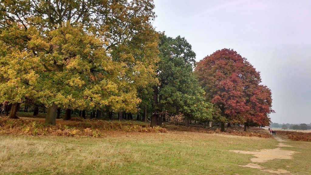 Richmond Park