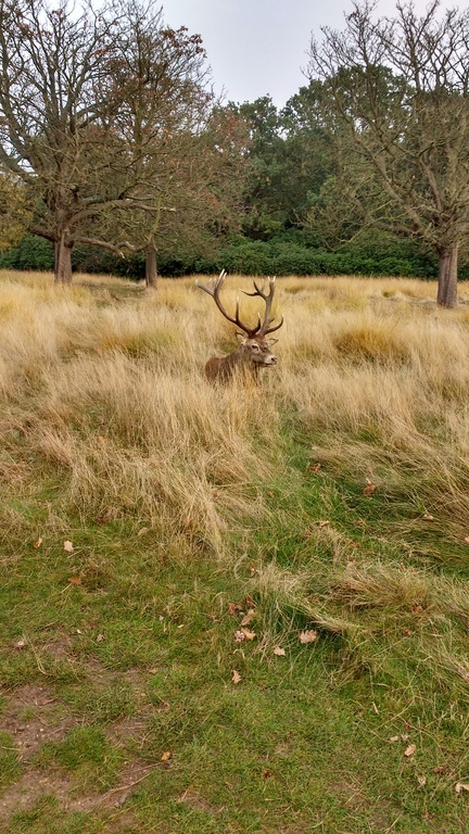 Red deer stag in Richmond Park