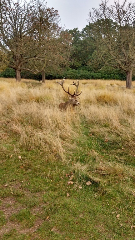 Red deer stag in Richmond Park